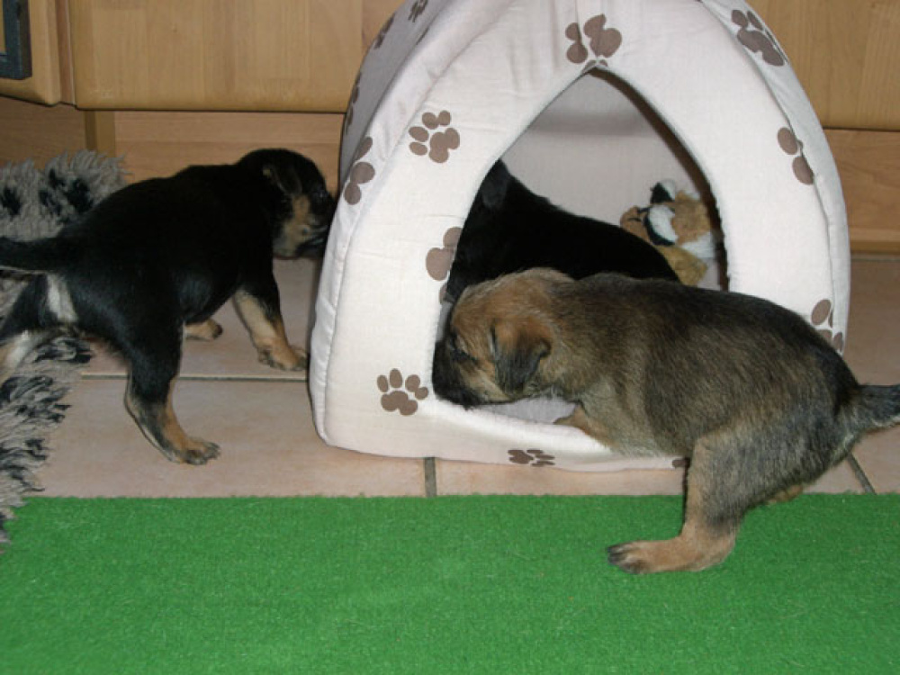 D-Wurf-5te_Woche_009