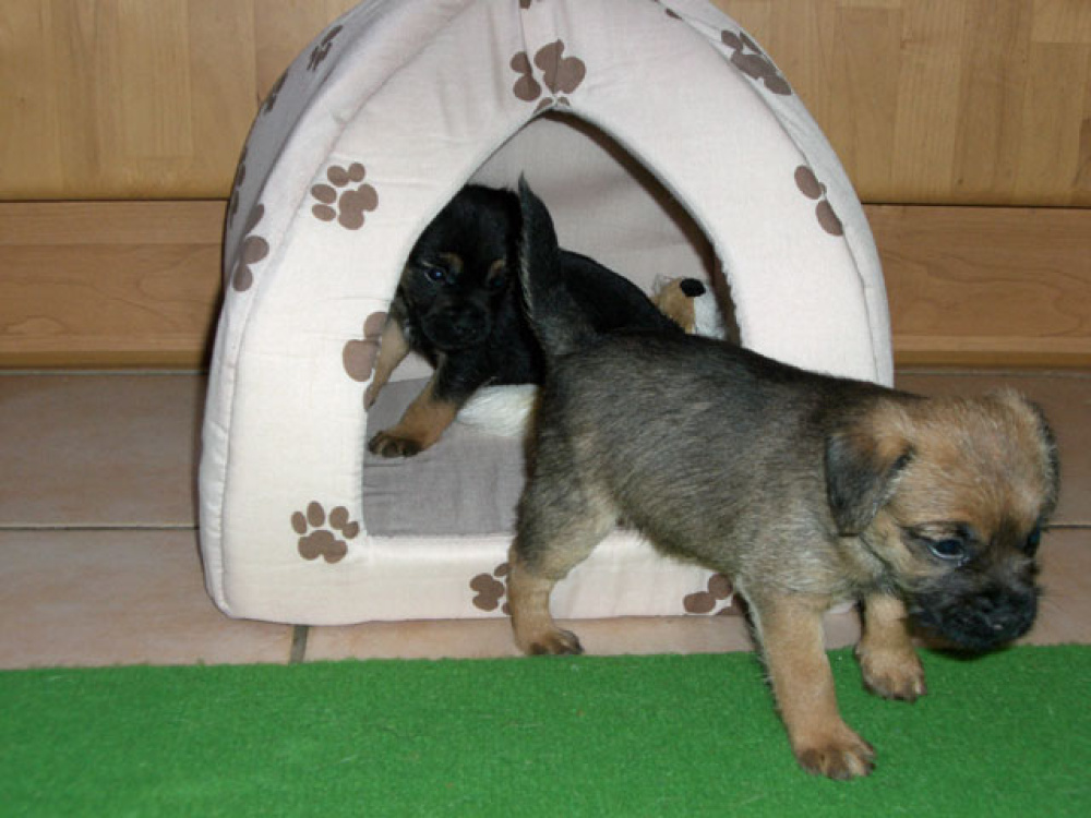 D-Wurf-5te_Woche_010