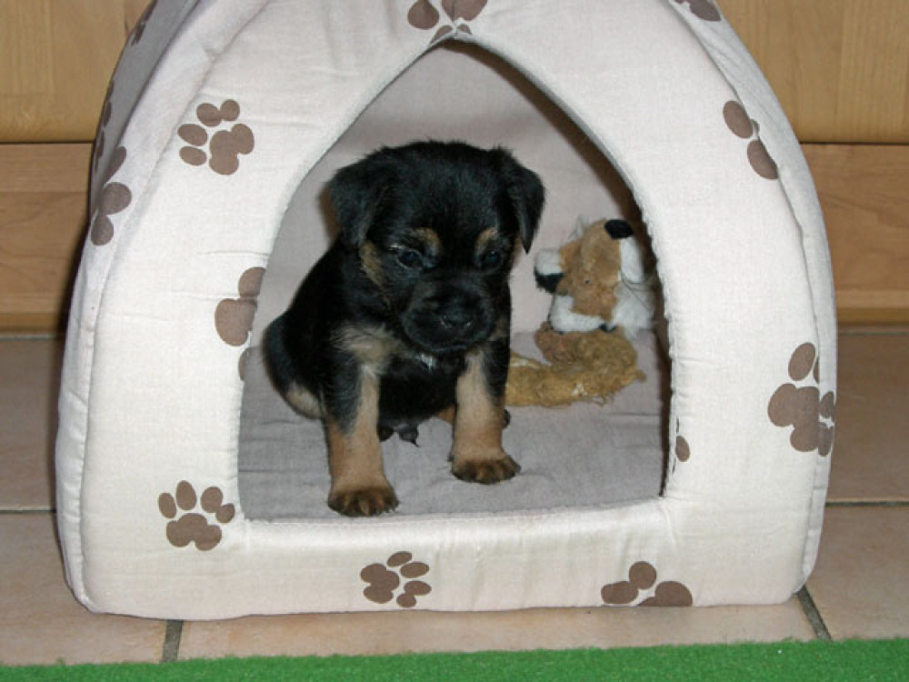 D-Wurf-5te_Woche_011