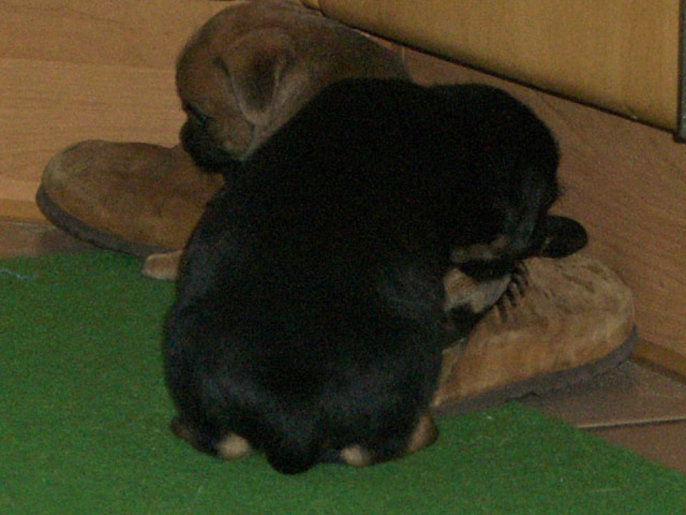 D-Wurf-5te_Woche_012