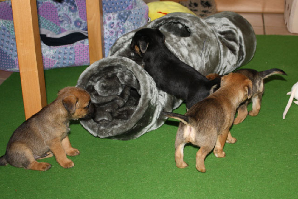 D-Wurf-5te_Woche_013