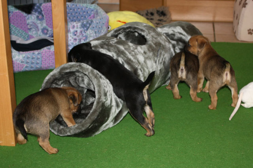 D-Wurf-5te_Woche_014