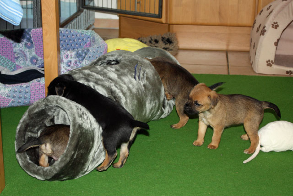 D-Wurf-5te_Woche_015