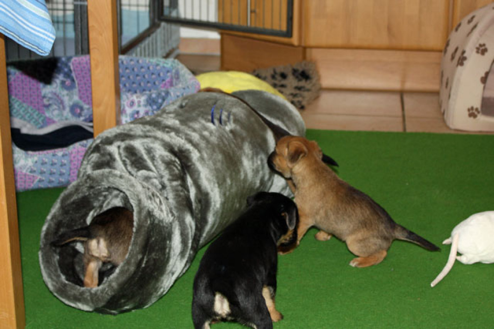 D-Wurf-5te_Woche_016