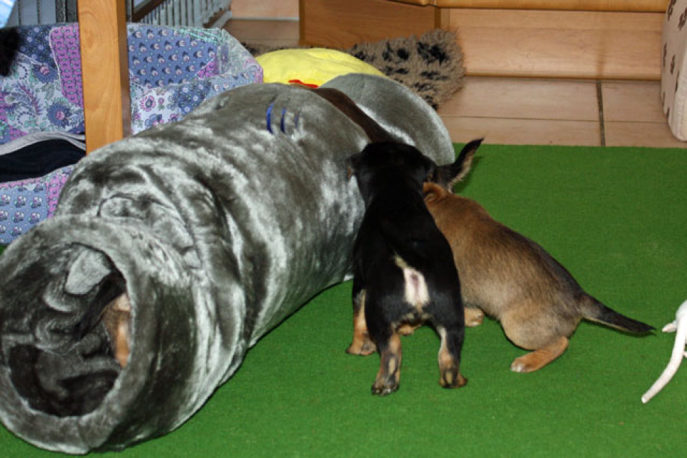 D-Wurf-5te_Woche_017