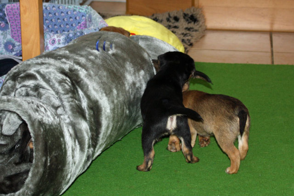 D-Wurf-5te_Woche_018