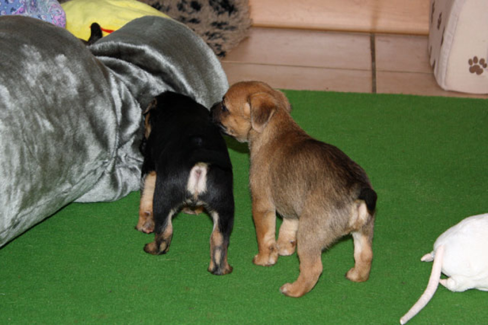 D-Wurf-5te_Woche_019