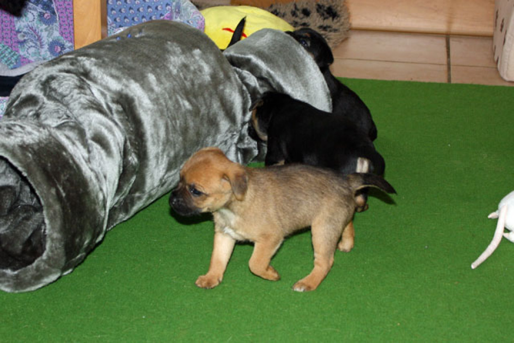 D-Wurf-5te_Woche_020