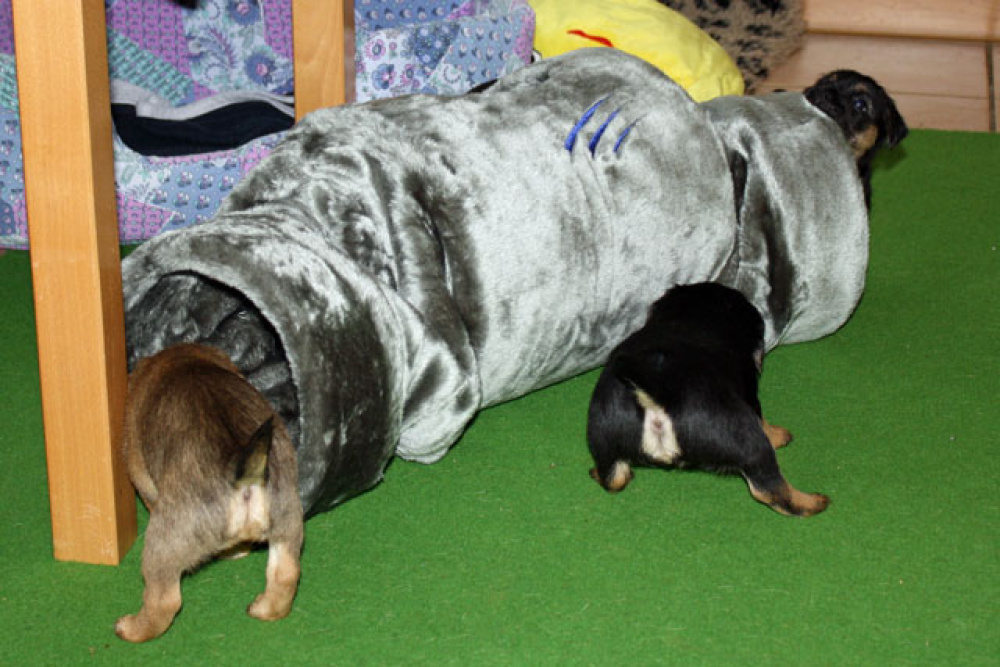 D-Wurf-5te_Woche_021