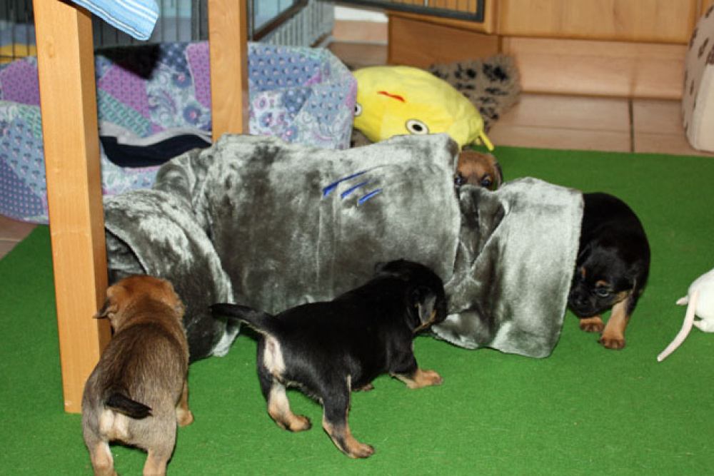 D-Wurf-5te_Woche_022