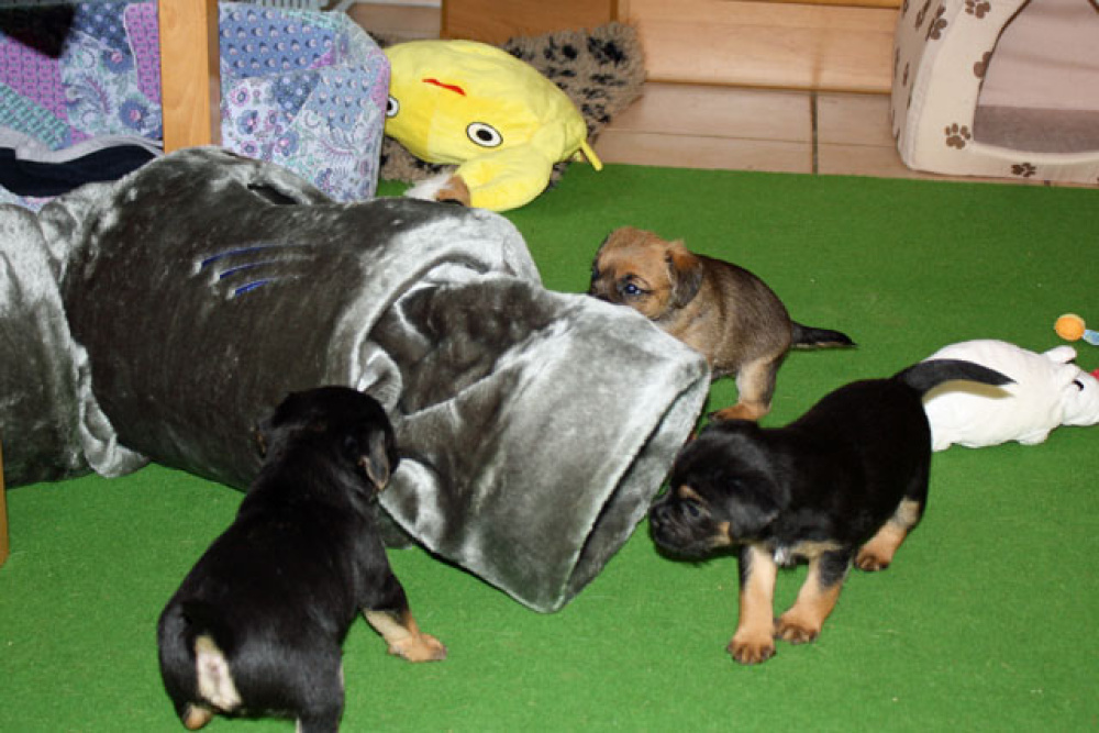 D-Wurf-5te_Woche_023