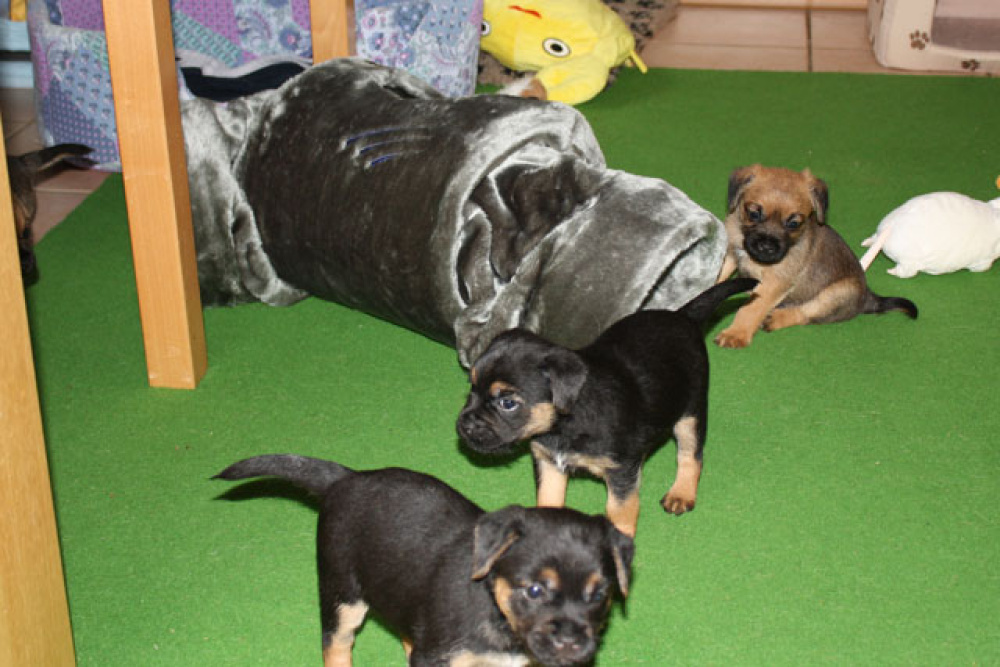 D-Wurf-5te_Woche_024