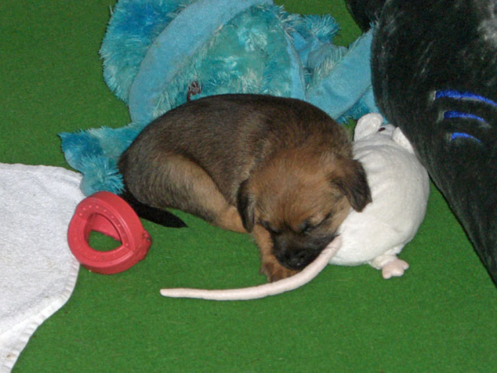 D-Wurf-5te_Woche_025