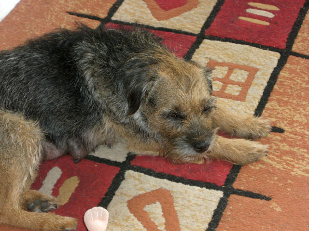 D-Wurf-5te_Woche_026