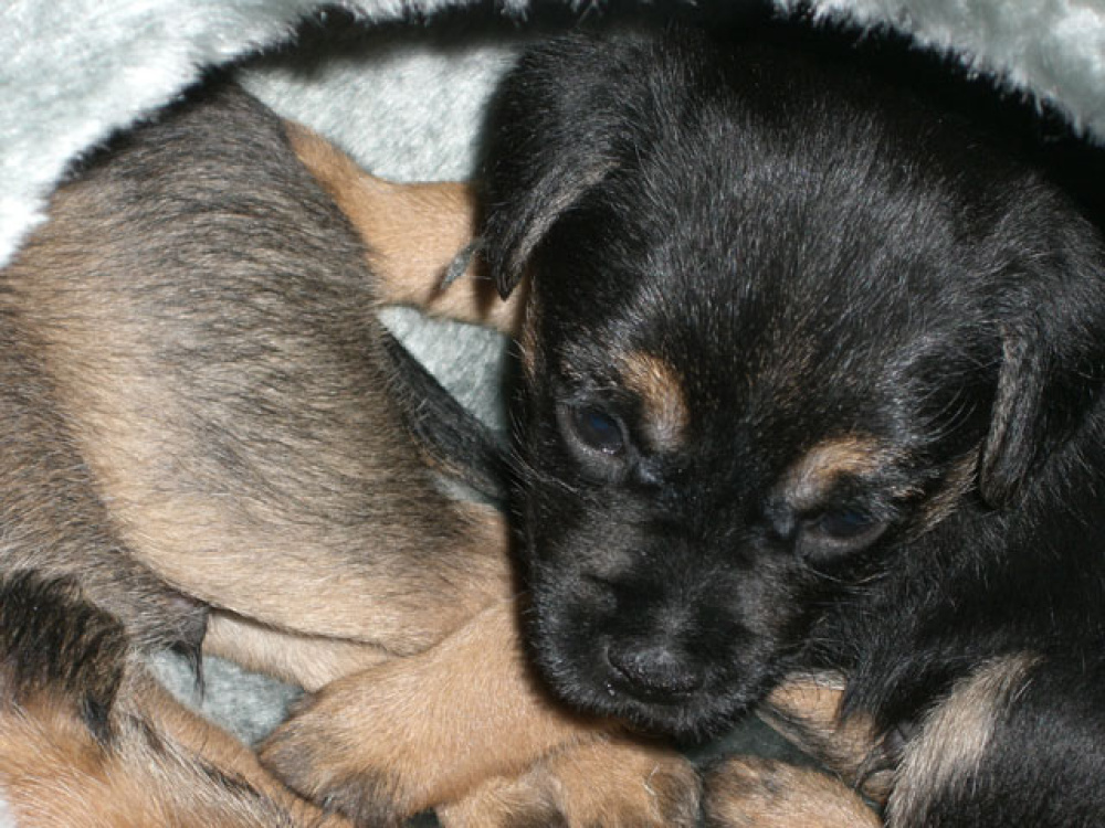 D-Wurf-5te_Woche_1_018