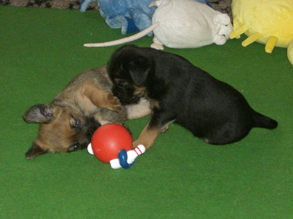 D-Wurf-5te_Woche_1_019