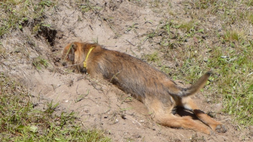 Fortuna_its_Emmy_006