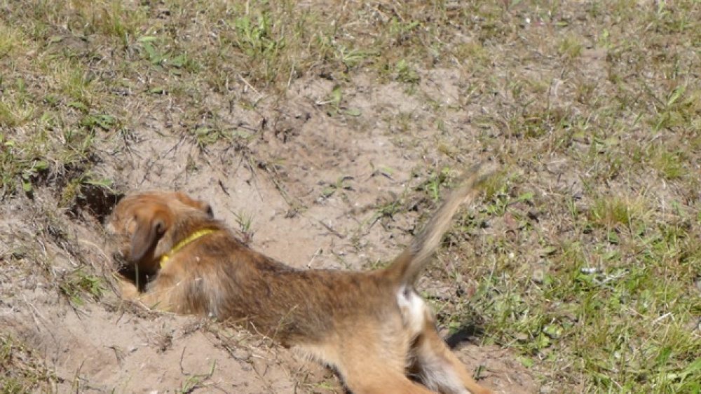 Fortuna_its_Emmy_007