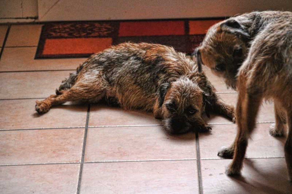 J-Wurf-Juli-2018-001