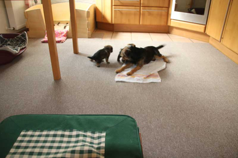 J-Wurf-Juli-2018-003