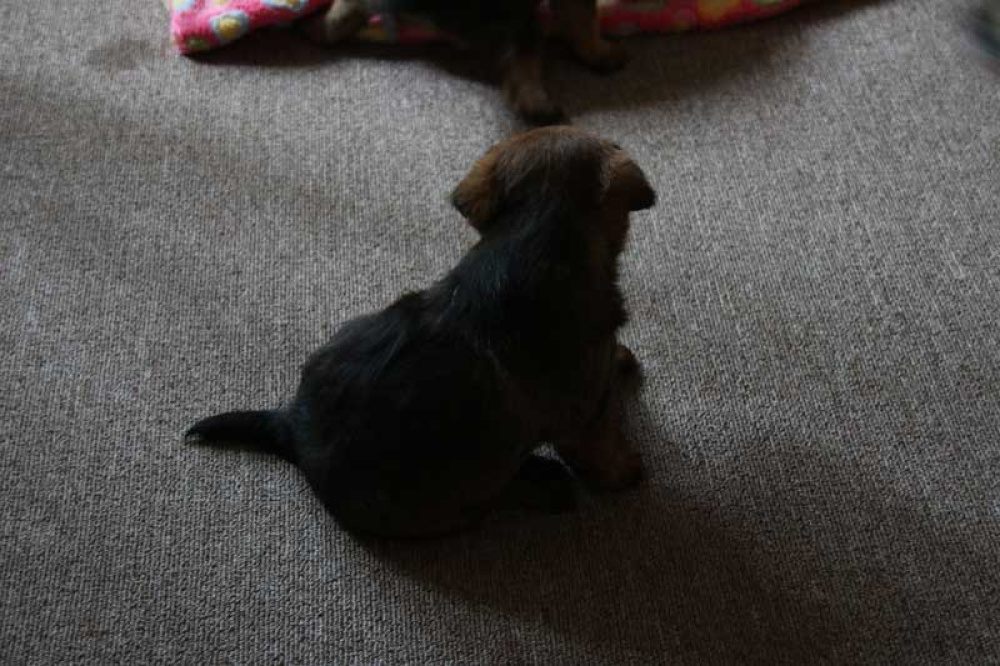 J-Wurf-Juli-2018-006