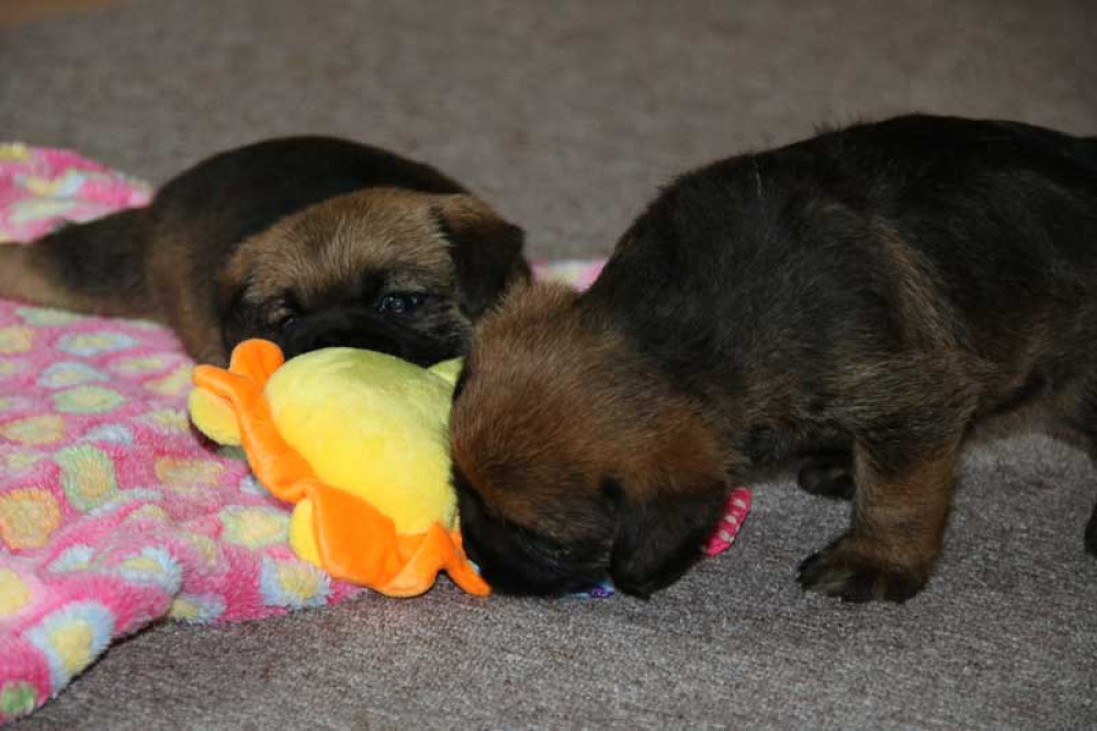 J-Wurf-Juli-2018-007