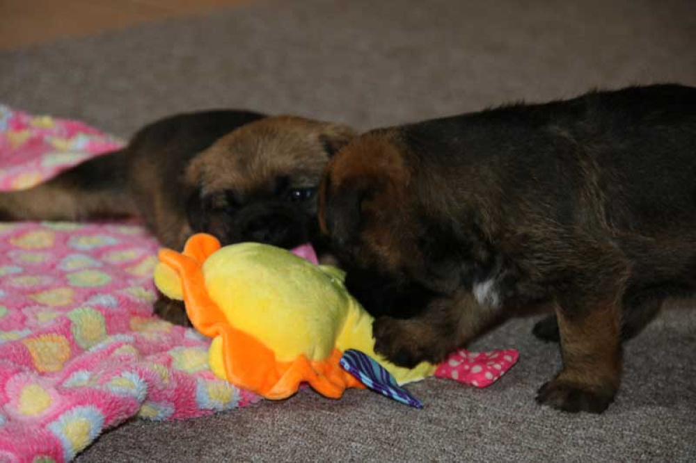 J-Wurf-Juli-2018-008