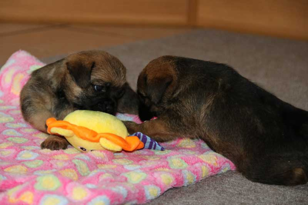 J-Wurf-Juli-2018-009