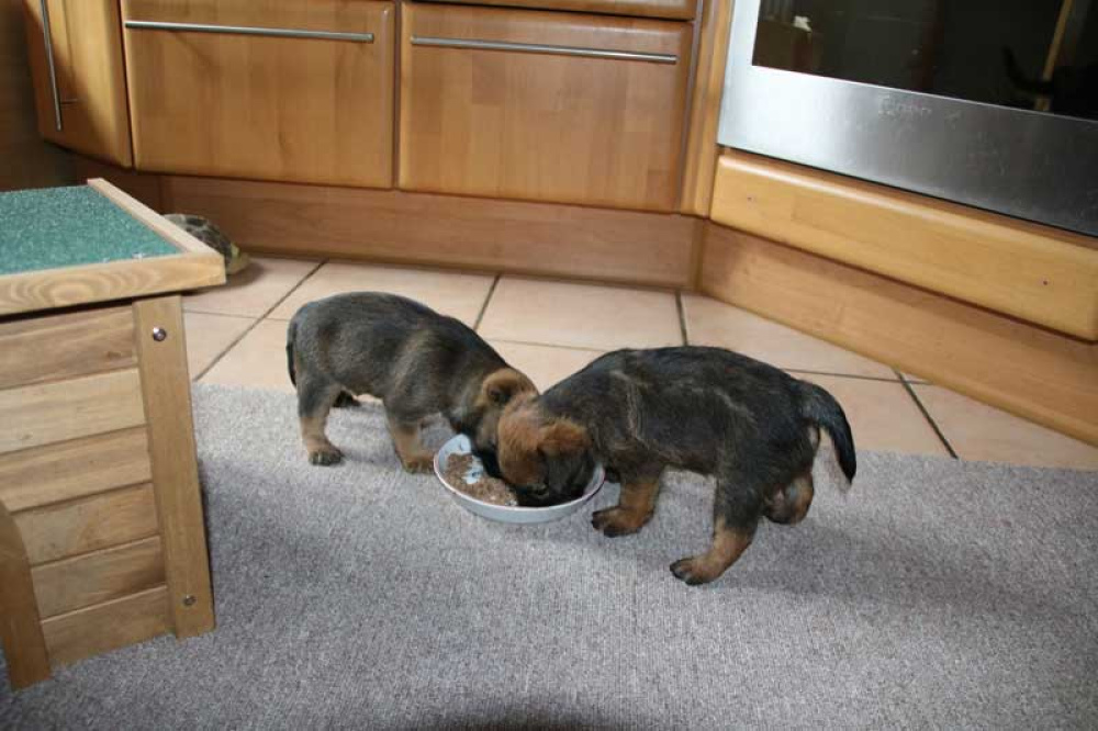 J-Wurf-Juli-2018-015