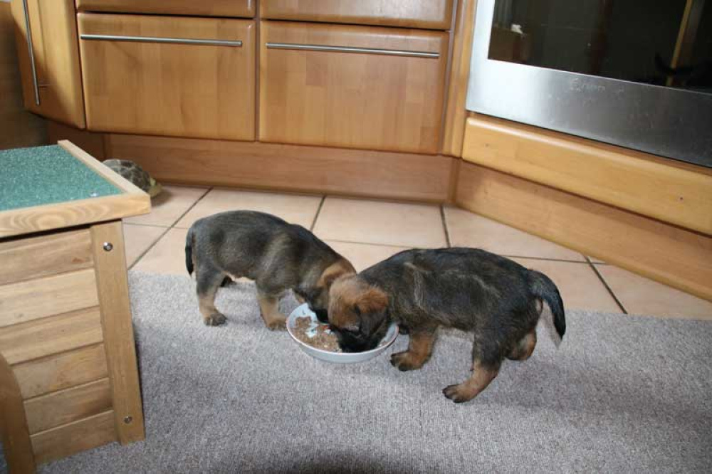 J-Wurf-Juli-2018-016