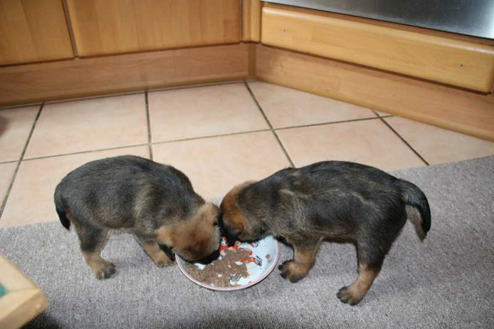 J-Wurf-Juli-2018-017