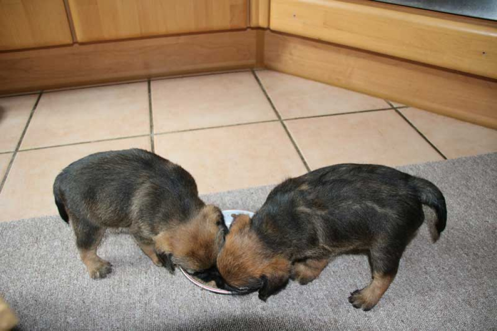 J-Wurf-Juli-2018-018