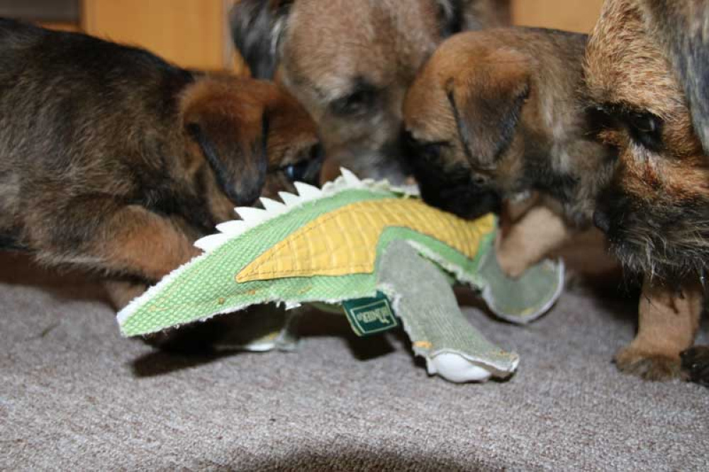 J-Wurf-Juli-2018-022