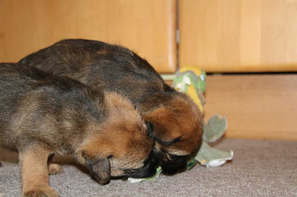 J-Wurf-Juli-2018-024