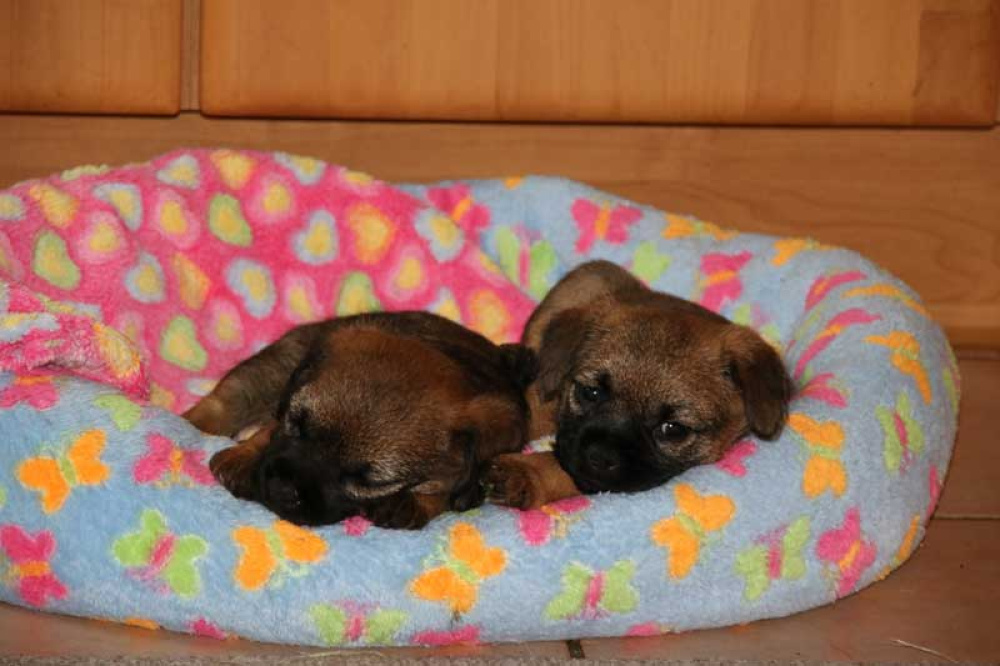 J-Wurf-Juli-2018-037