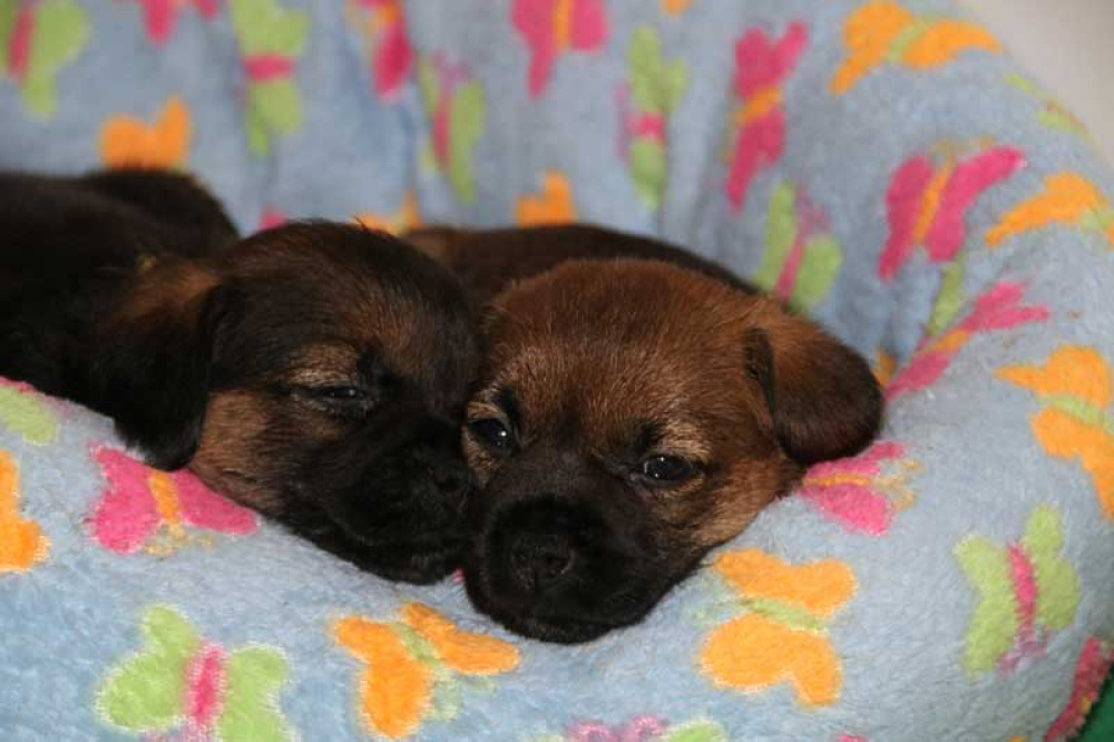 K-Wurf-Novemberi-2018-001