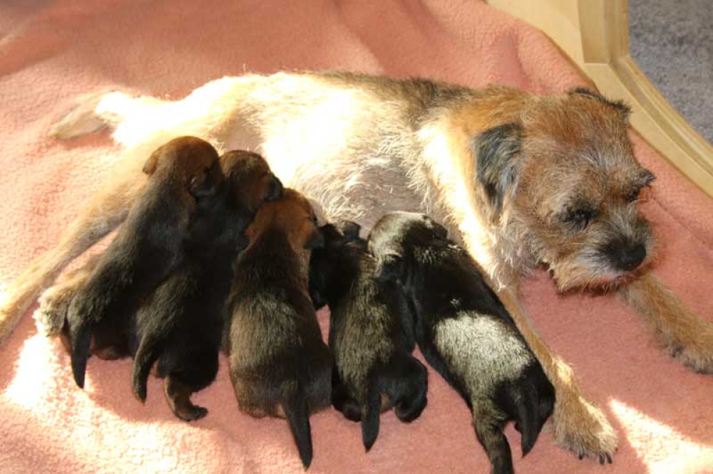 K-Wurf-Novemberi-2018-002