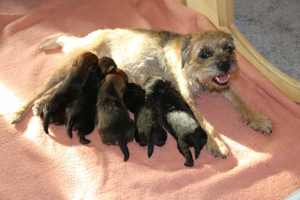 K-Wurf-Novemberi-2018-003