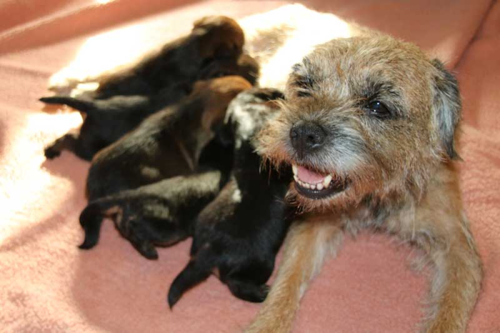 K-Wurf-Novemberi-2018-004