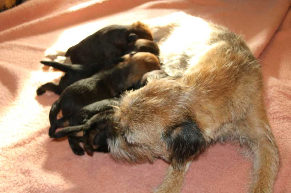 K-Wurf-Novemberi-2018-005