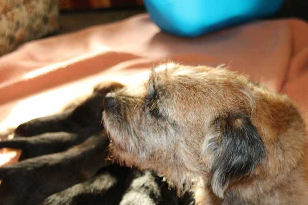 K-Wurf-Novemberi-2018-006