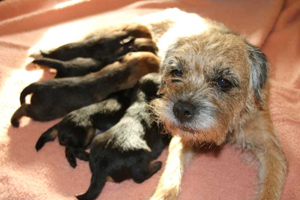 K-Wurf-Novemberi-2018-008