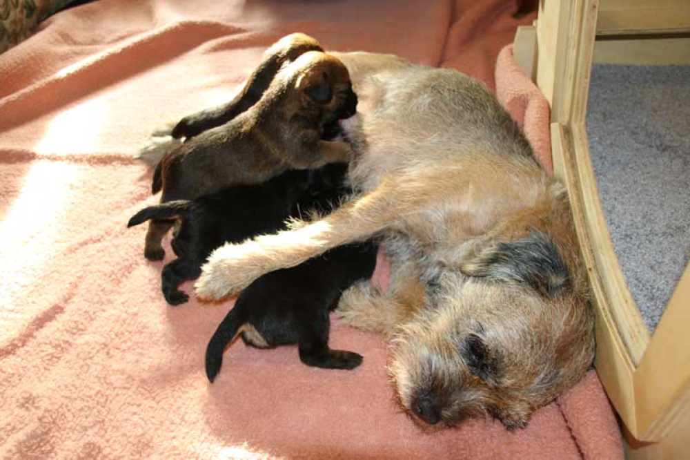 K-Wurf-Novemberi-2018-009