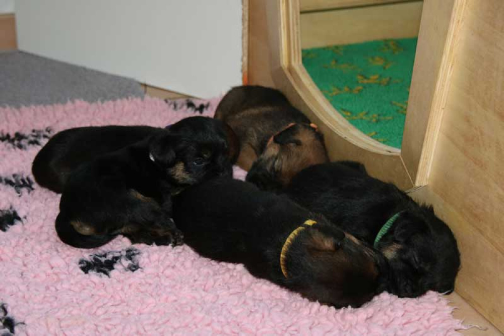 K-Wurf-Novemberi-2018-010