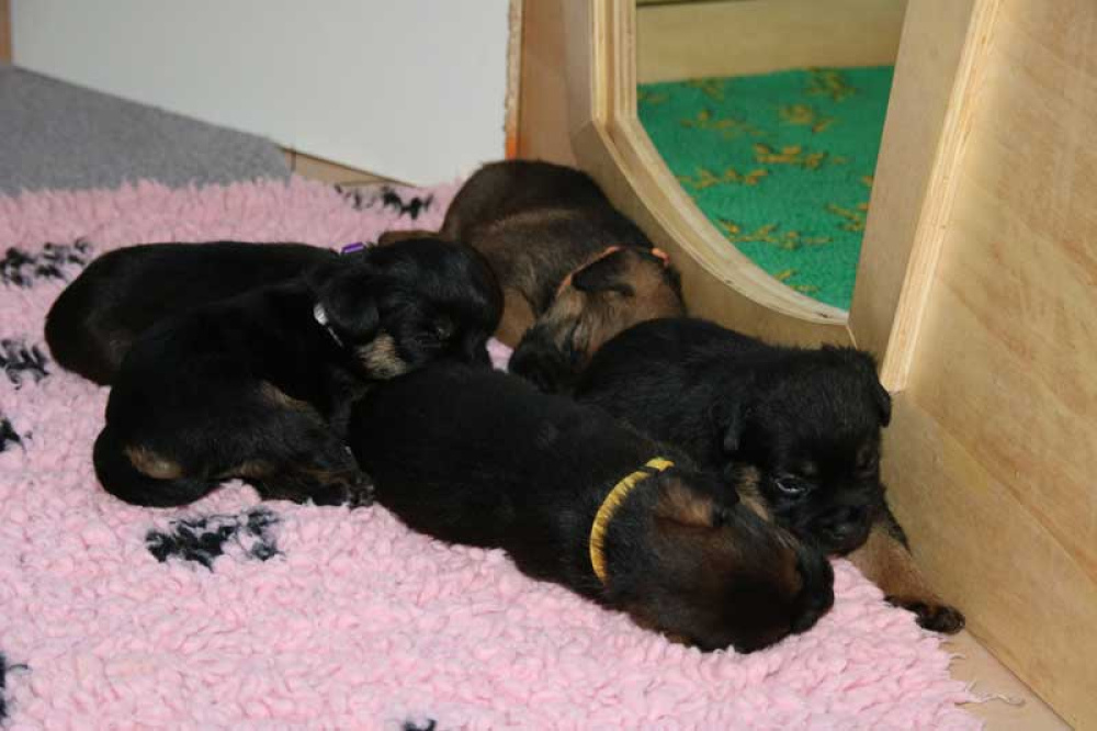 K-Wurf-Novemberi-2018-011