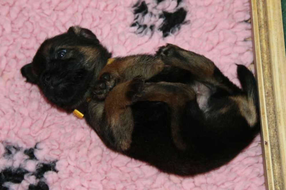 K-Wurf-Novemberi-2018-015