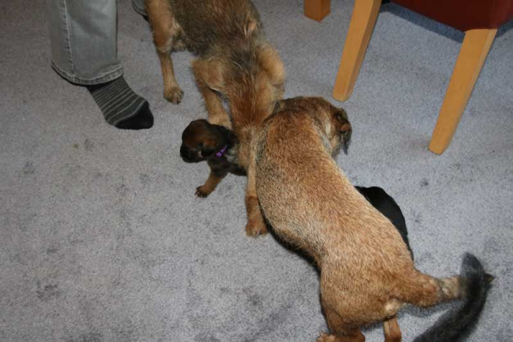 K-Wurf-Novemberi-2018-016