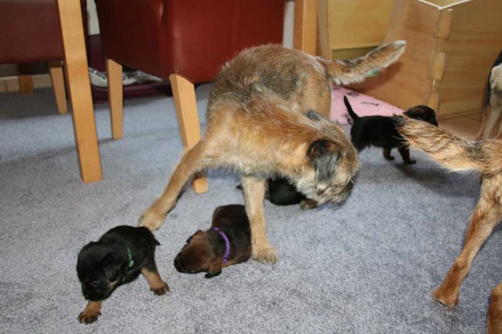 K-Wurf-Novemberi-2018-019