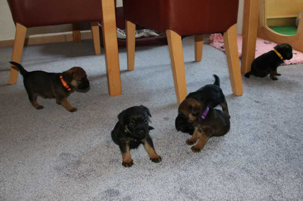 K-Wurf-Novemberi-2018-020