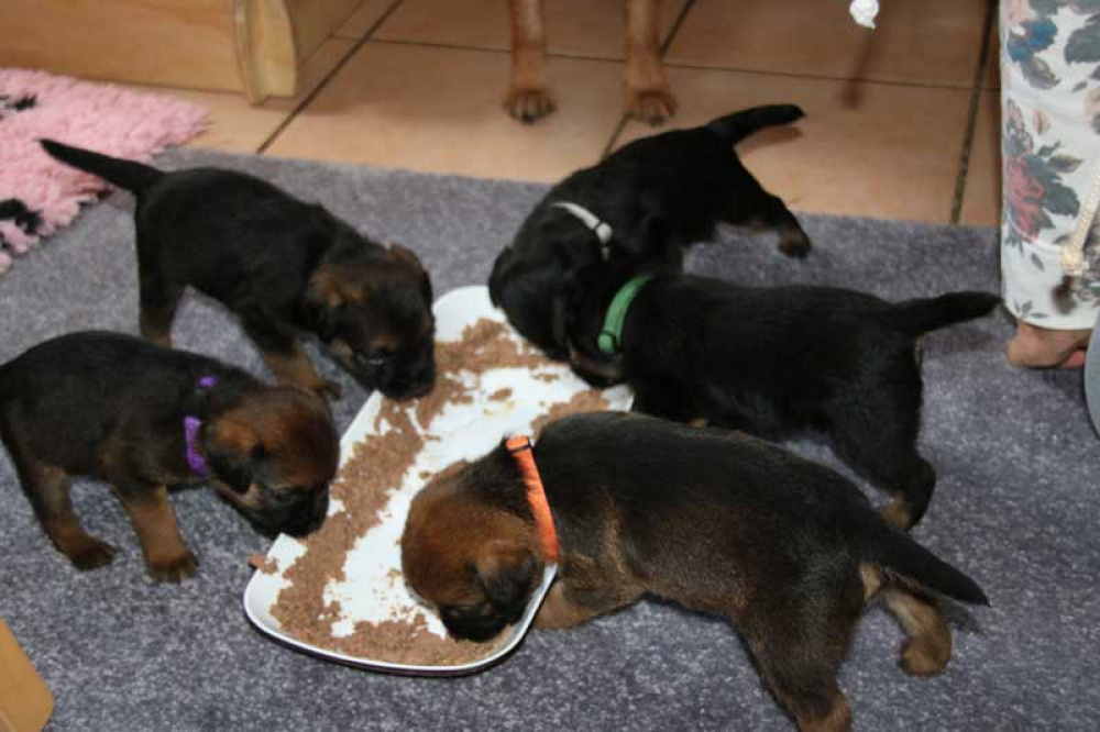 K-Wurf-Novemberi-2018-021